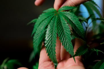 Cannabis Product