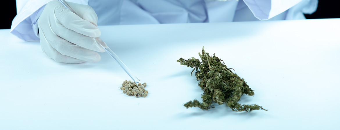 COVID-19 and medical cannabis patients